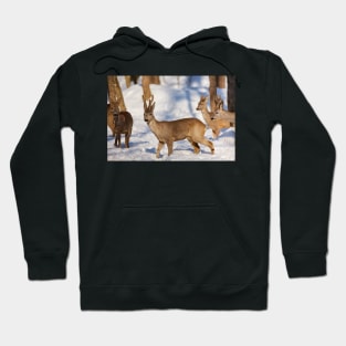 Roe deer in the forest Hoodie